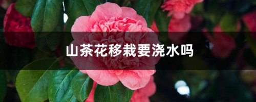 山茶花移栽要浇水吗，山茶花移栽多久能成活