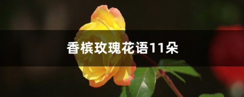 香槟玫瑰花语11朵是什么意思