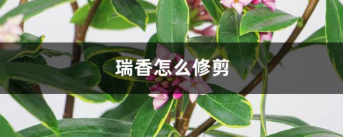 瑞香怎么修剪，什么时候修剪最好