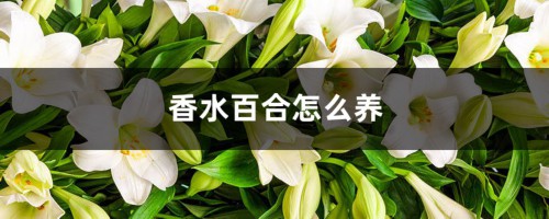 香水百合怎么养